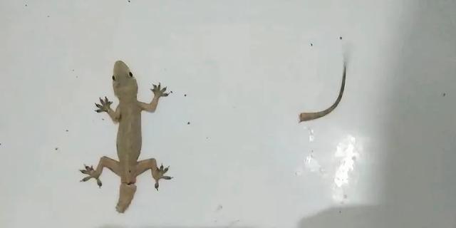 黑鳍蛇鲭红眼睛:为什么说壁虎是五毒之一？它有什么毒？