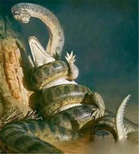 亚马逊的大蟒蛇(亚马逊河流真的有巨蟒吗)_经验妙招5_经验妙招_小高