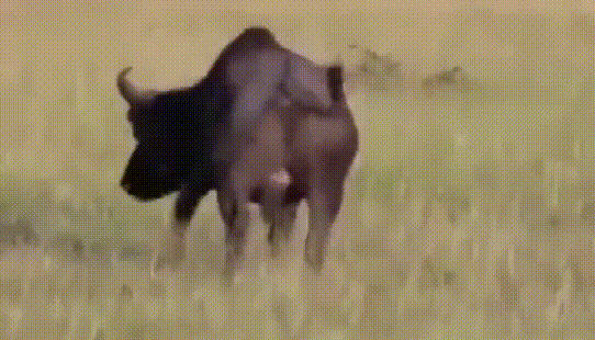 美国斗牛犬与藏獒:大型的纯种藏獒与鬣狗搏斗，无人类干预下，藏獒能打赢吗？