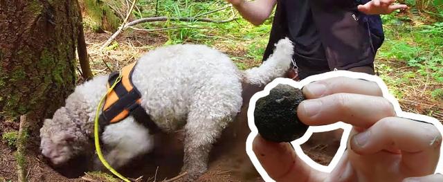 澳门格雷伊猎犬:养狗可以，但是不能影响别人生活，你认同吗？