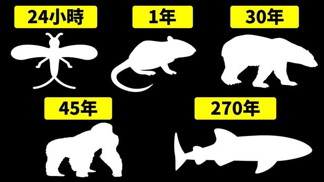 格陵兰海豹成年:人的寿命在动物界算不算长寿？