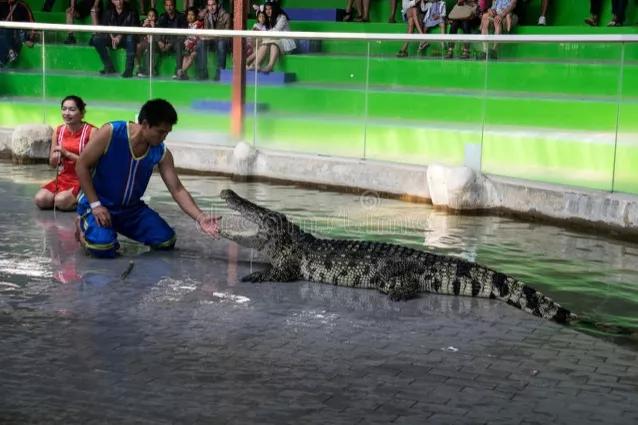 鬼獒王咬死狮子图片:在非洲草原上，豹子和狮子在河边饮水时会不会被鳄鱼拖下去吃掉？