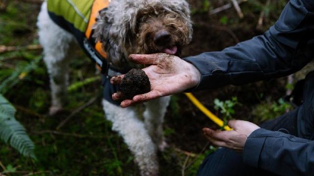 澳门格雷伊猎犬:养狗可以，但是不能影响别人生活，你认同吗？