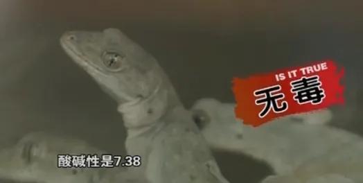 黑鳍蛇鲭红眼睛:为什么说壁虎是五毒之一？它有什么毒？