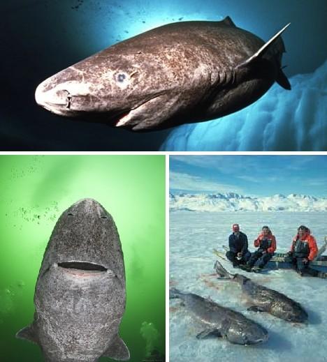格陵兰鲨鱼灭绝了吗，156岁才性成熟，才能繁殖，格陵兰睡鲨到底是怎样一种生物