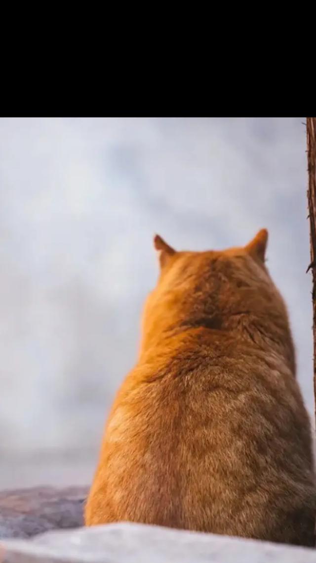 tag 猫猫表情网:你的猫拍表情相片吗？你都有哪些好看的图片呢？