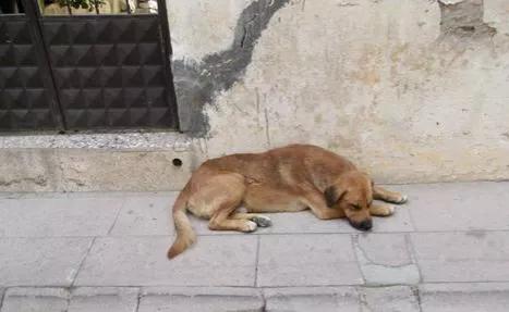 藏獒没吃饱咬主人20分钟:中华田园犬在主人不给食物的情况下会反过来咬主人吗？