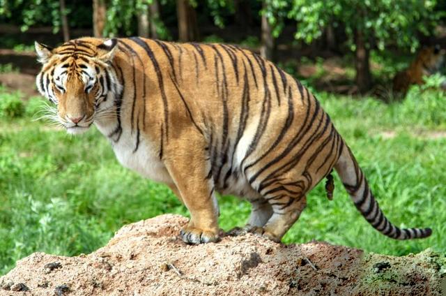 老虎埋自己的便便吗？插图6