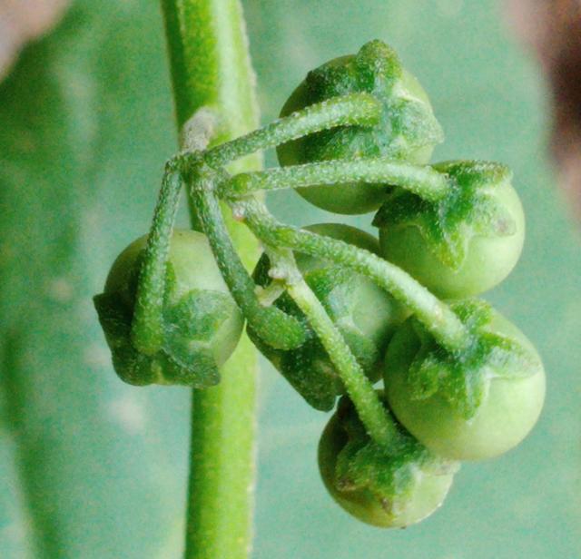 方言叫天宝豆,也品尝过,成熟果肉黑紫色酱汁,吃了跟喝了墨水似的,沾染