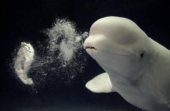 而且白鲸成年后全身为白色,非常的漂亮,再加上它有着丰富的面部表情