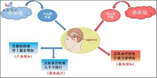 身体热的症状:为什么人类的平均体温在37度左右？