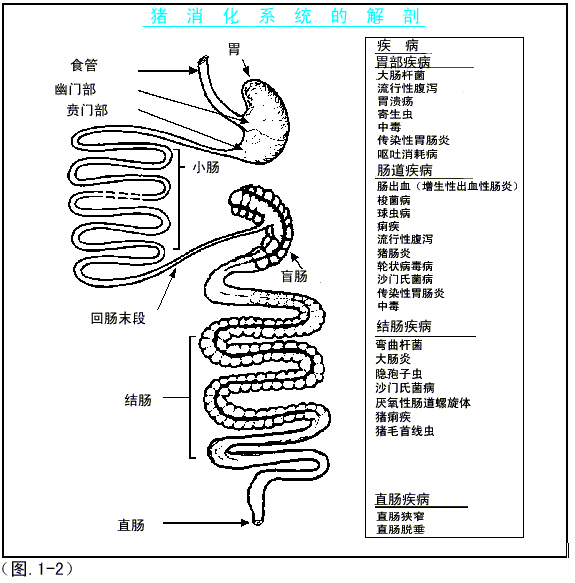 优爵宠物食品:猫粮怎么选，要便宜一点的？