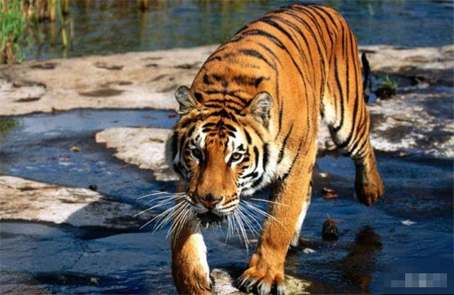 四川曾到处是老虎，大熊猫为何没有被吃绝？插图13