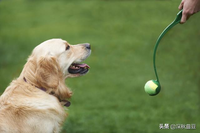 狗的命门在哪里？被大型犬追咬时，怎样做才是正确的自救方法？插图16