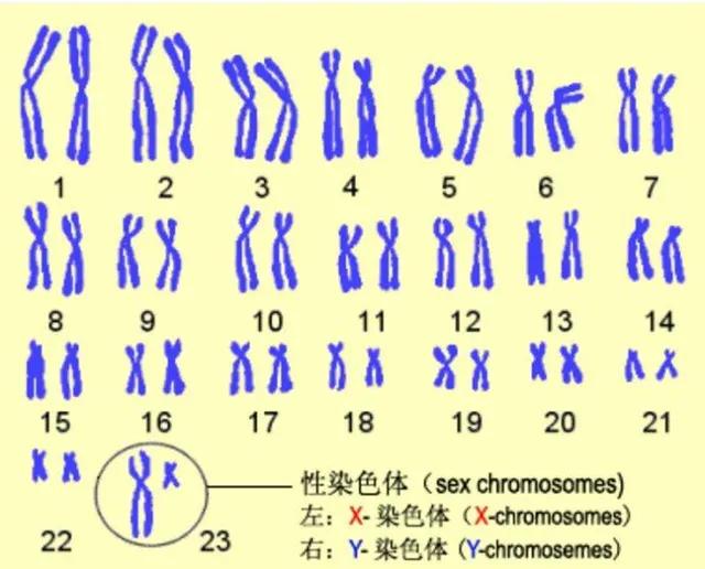 近亲家族下载:为什么有些国家的法律允许堂兄妹之间结婚？这是不是很荒唐？