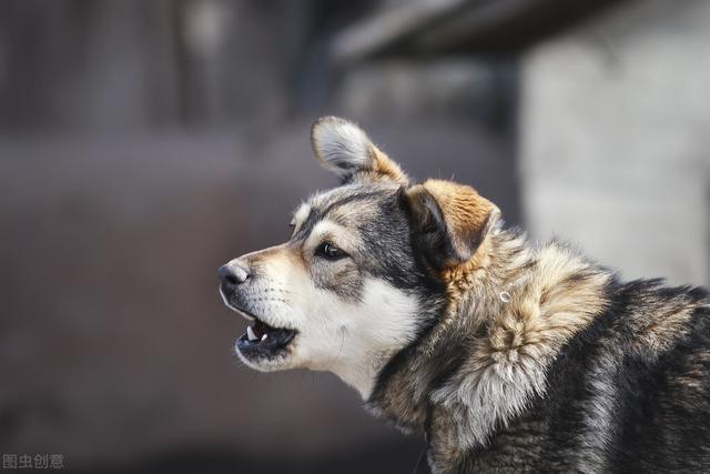 狗狗对屠夫会害怕，在野外屠夫遇到狼是否一样，狼也会怕？插图10