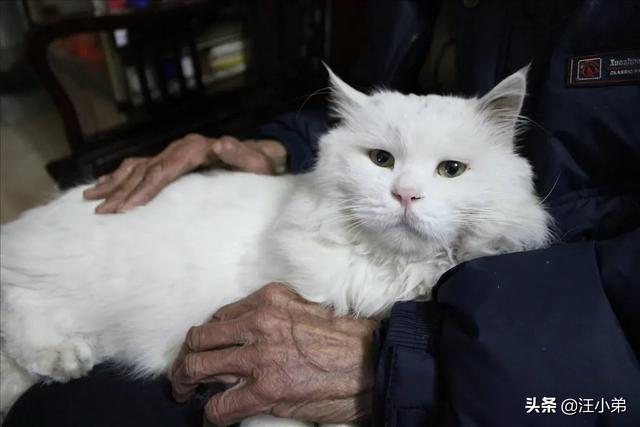 猫癣:猫咪有6年了，身上毛越来越少，还有猫癣什么办法最好？
