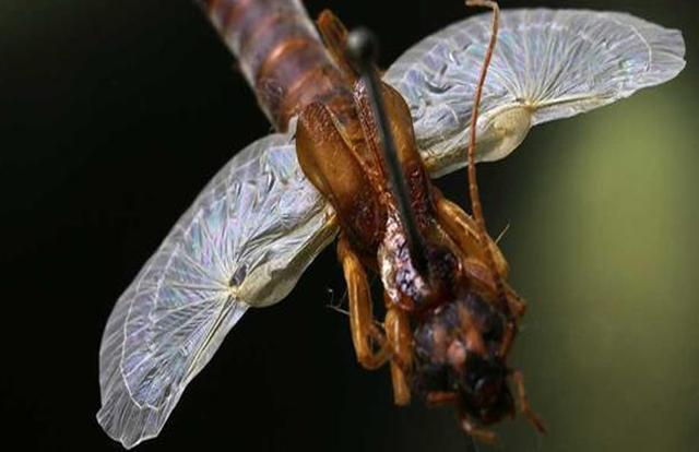 隐翅虫有哪些特征，怎么防止蠼螋进入家里，家里出现蠼螋怎么消灭