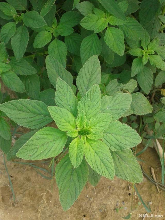 健倍达枸杞叶茶(代用茶),常吃枸杞对身体有什么好处？该怎么食用？