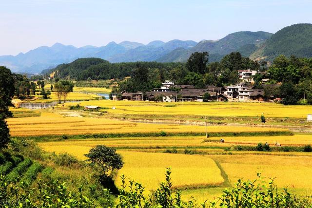 2019年11月13日关于蛇的新闻:山里老人进深山时，为什么要带上盐巴和石灰粉？