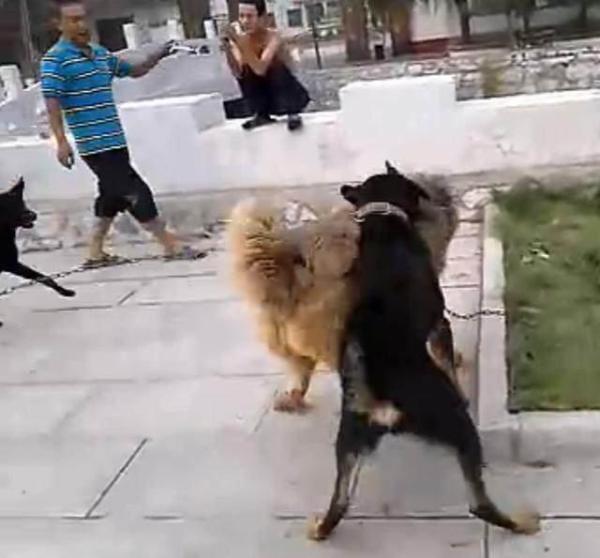 斗狗视频大型狗:我国最强大的猎犬可以打得过比特犬吗？为什么？