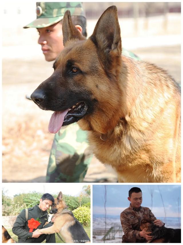 军犬训练:怎么当特种部队的军犬训导员？