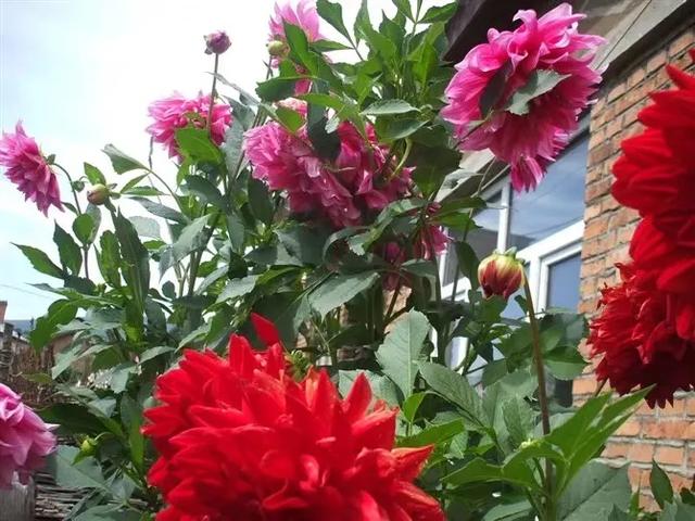适合北方庭院种植的花卉,哪些好看又好养？