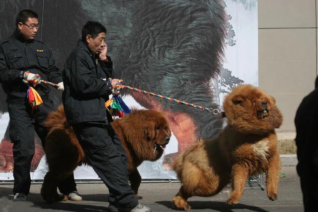 斗狗视频大型狗:大型的纯种藏獒与鬣狗搏斗，无人类干预下，藏獒能打赢吗？