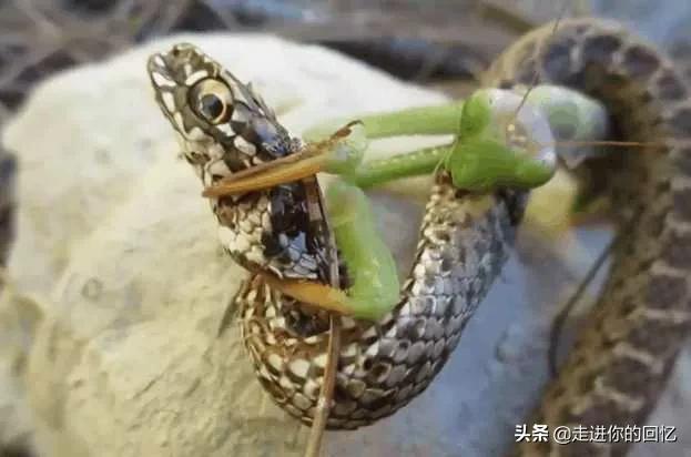 昆仑山市灵异事件:昆仑山螳螂人事件是怎么一回事？螳螂跟人类一样大，会发生什么？