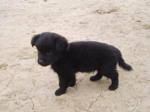 大家听过或经历过最感人的动物报恩的故事是什么？插图22