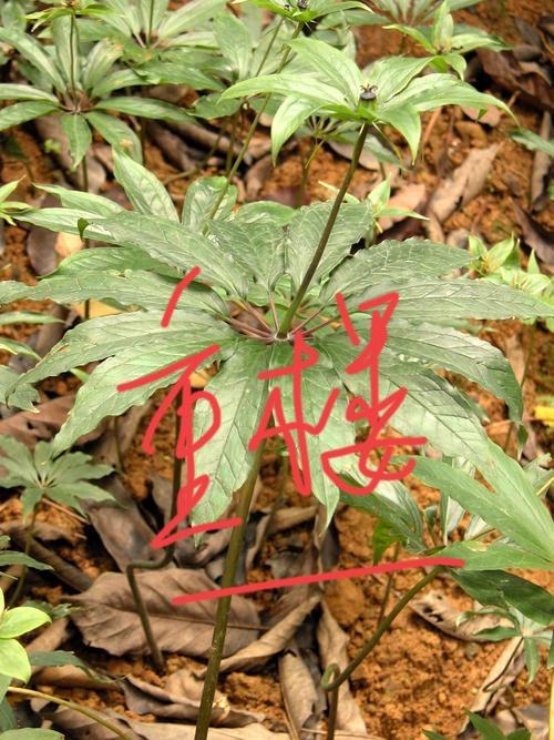 要提高农业种植的收入可以种植经济作物。哪些经济作物好种易管？