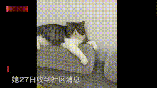 哈尔滨宠物网的自频道:哈尔滨走失狗狗怎么样能找回来？
