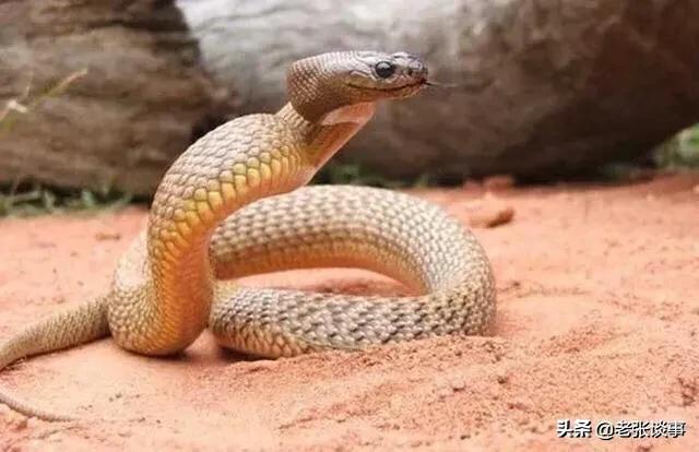 翠青蛇能不能吃:世界十大毒蛇排行榜，中国十大毒蛇排行榜，分别都有哪些？