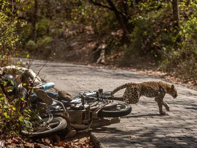 花豹:银背大猩猩打不过花豹是谣言吗？