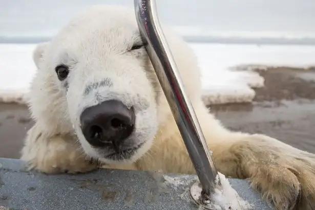 俄罗斯人莱卡犬狩猎:俄罗斯宇航员莱卡还在地球上空漂浮吗？这种例子多吗？