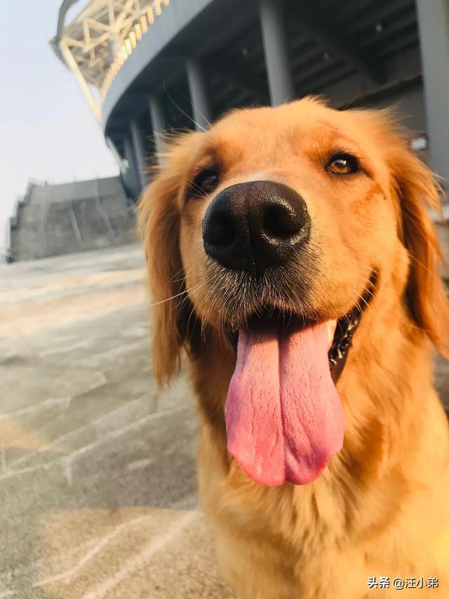 金毛犬有什么缺点？插图26