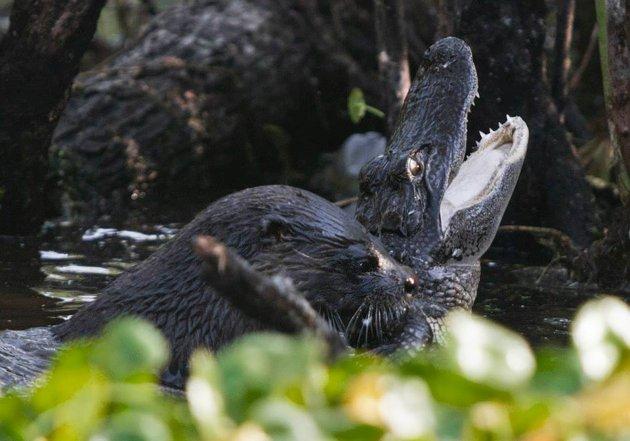 水獭是不是猫科动物:亚马孙河流域中，水獭实力能排在第几位？