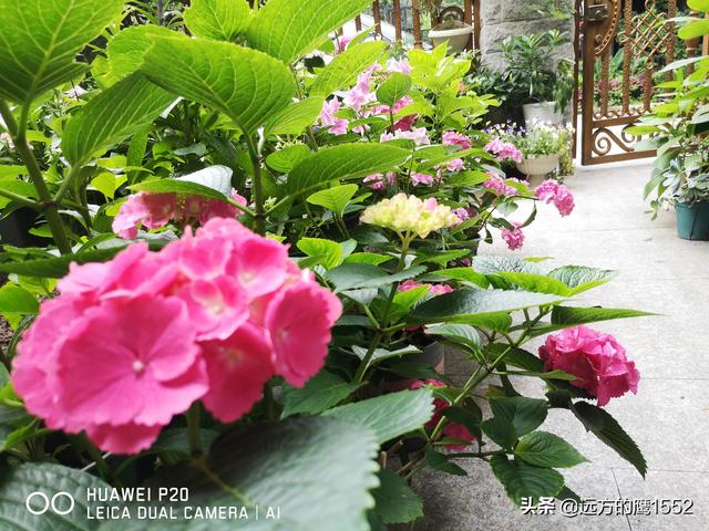 桃叶珊瑚适合种家里吗:绣球花可以种在桂花树下吗？