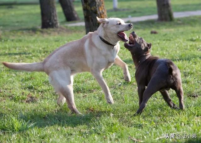阿拉拜犬与卡斯罗犬打斗视频:哈士奇和金毛打架谁能赢？