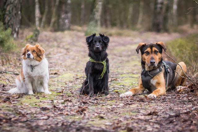 缉毒犬偷吃薯条:有哪些奇怪的动物行为，没有多少人知道？
