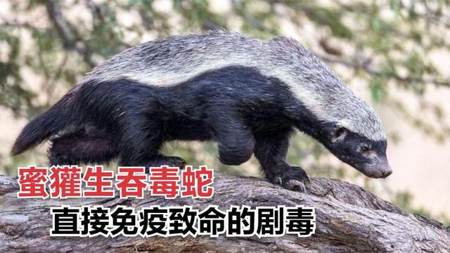 动物界的平头哥蜜獾可以手撕眼镜蛇，那么它们究竟有没有天敌呢？