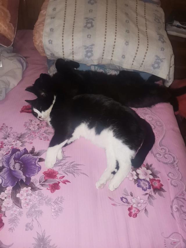 现在的家养猫一辈子不出门对他们来说真的好吗？插图3