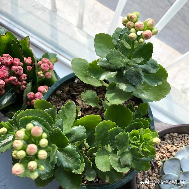 头条问答 - 长寿花小苗可以晒太阳吗?(爱吃鱼的园丁的回答,0赞)