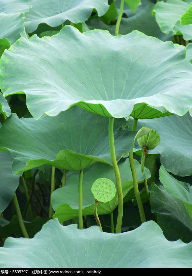 有没有关于荷叶的高清壁纸？