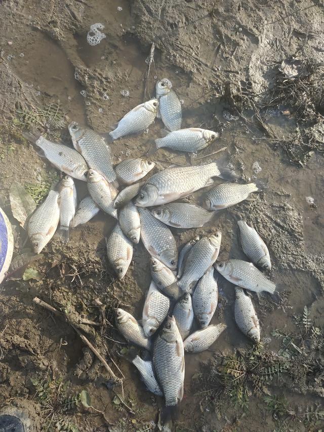 鲫鱼明明刺多,可为什么钓到鲫鱼比钓到其它鱼明显要高兴得多?-惠修网