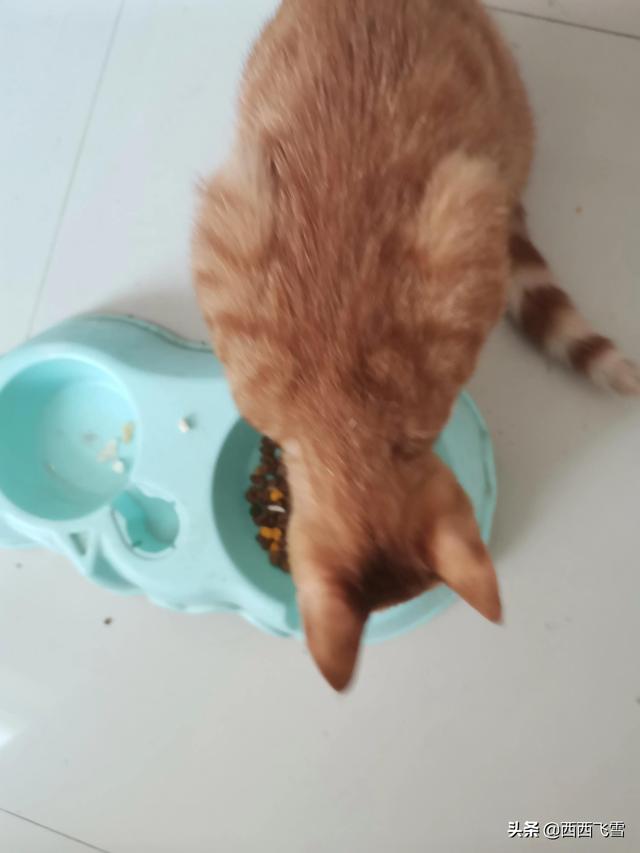 宠物项圈:狗肉馆的狗笼里戴着项圈的金毛、拉布拉多犬真的是肉狗吗？