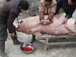 黑猪与白猪肉有区别吗?-惠修网