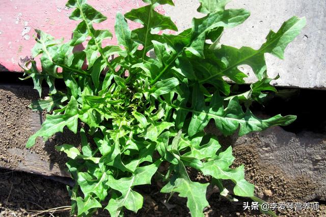 现在人都在挖荠菜,吃荠菜有什么好处？什么人不能吃？