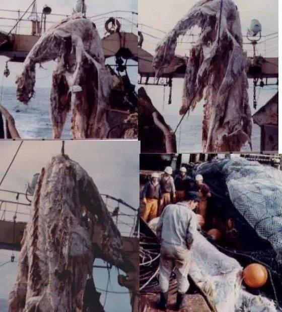 日本打捞蛇颈龙照片图片