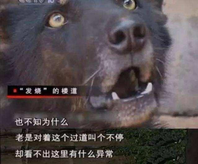 军犬图片:狗为何总是半夜三更突然对着空无一人的门外狂吠？